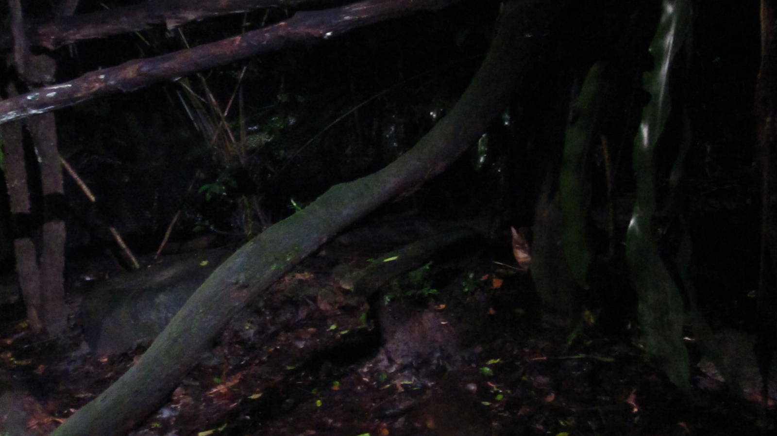 Leopard Trail - Asian Golden Cat