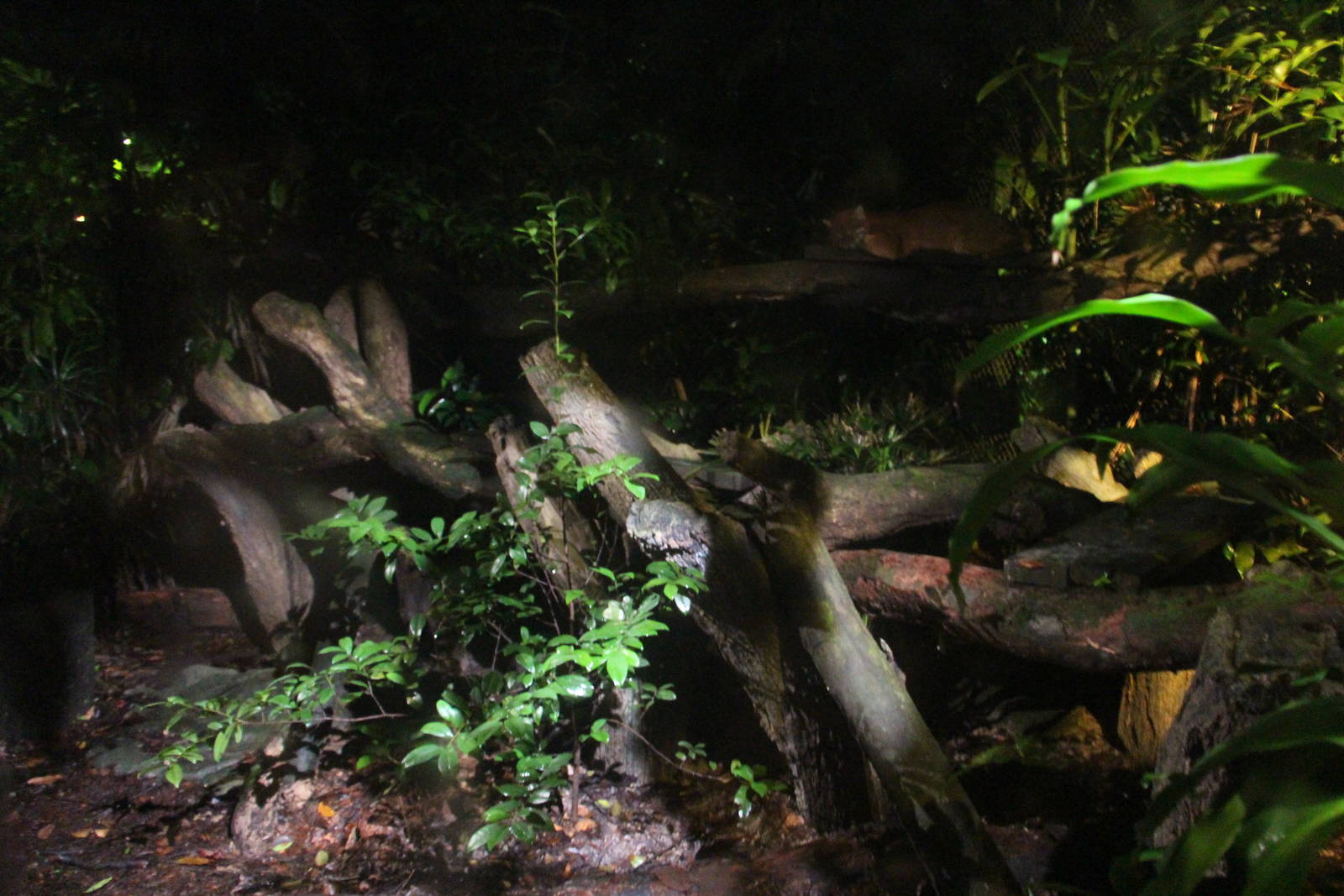 Leopard Trail - Asiatic Golden Cat exhibit