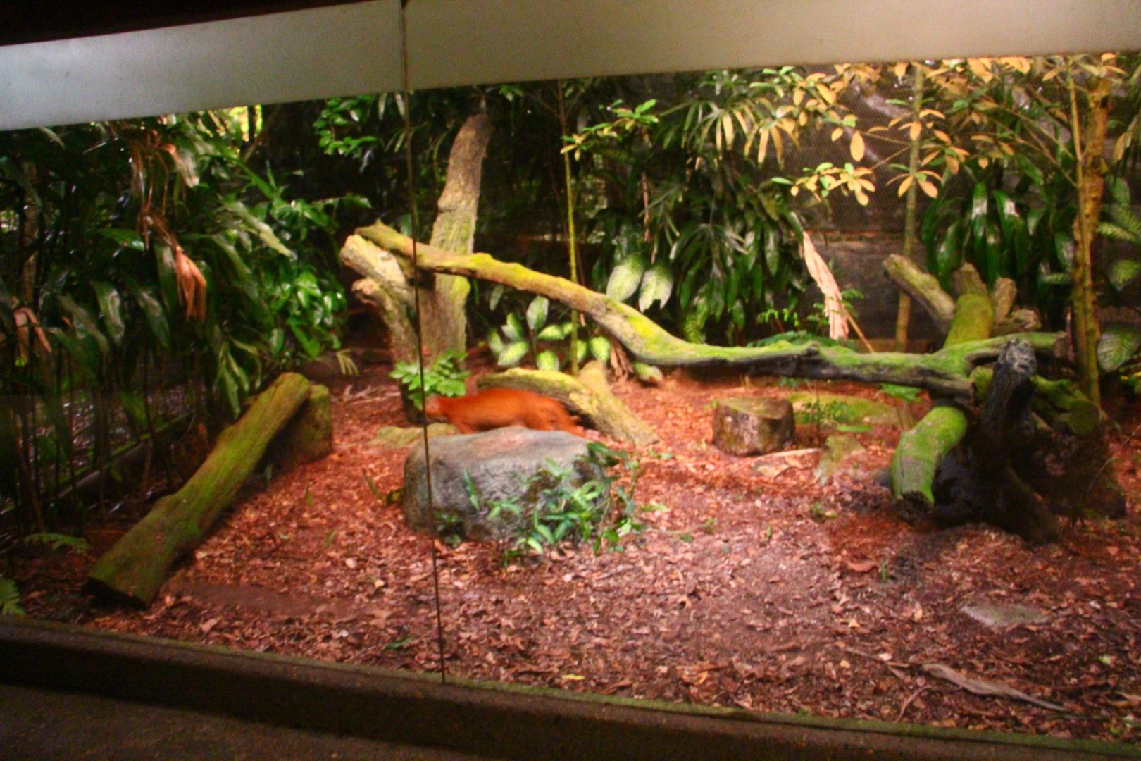 Leopard Trail - Asiatic Golden Cat exhibit