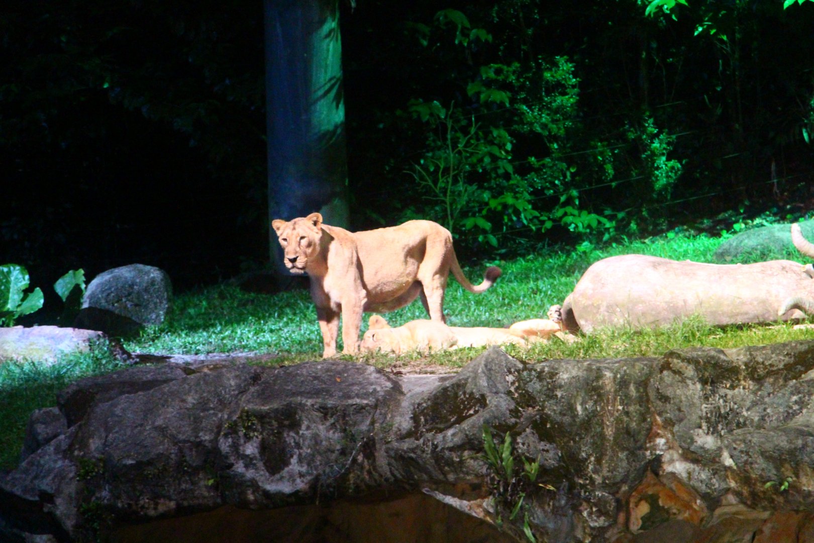 Leopard Trail - Asiatic Lions