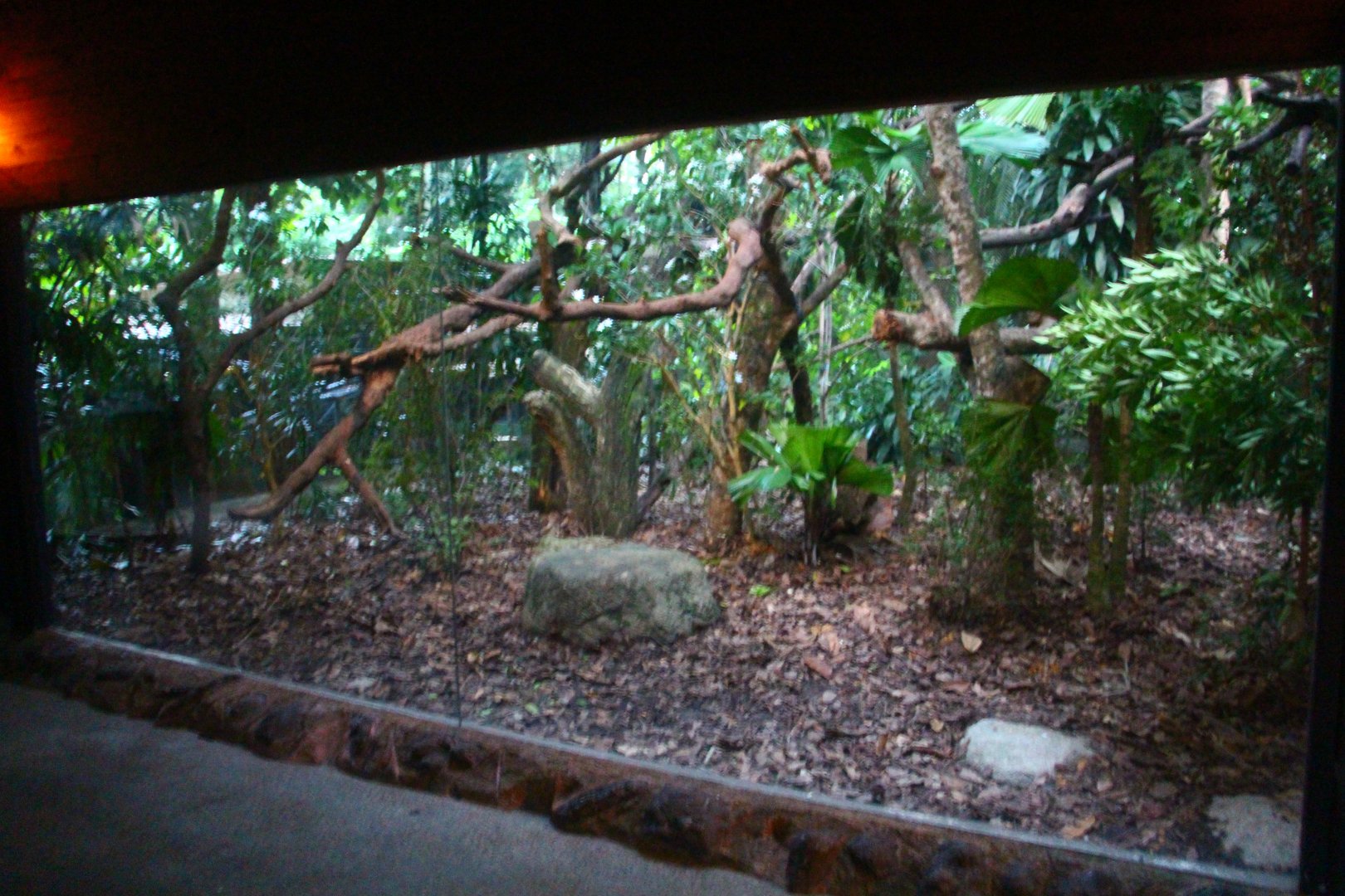 Leopard Trail - Binturong and Masked Palm Civet exhibit