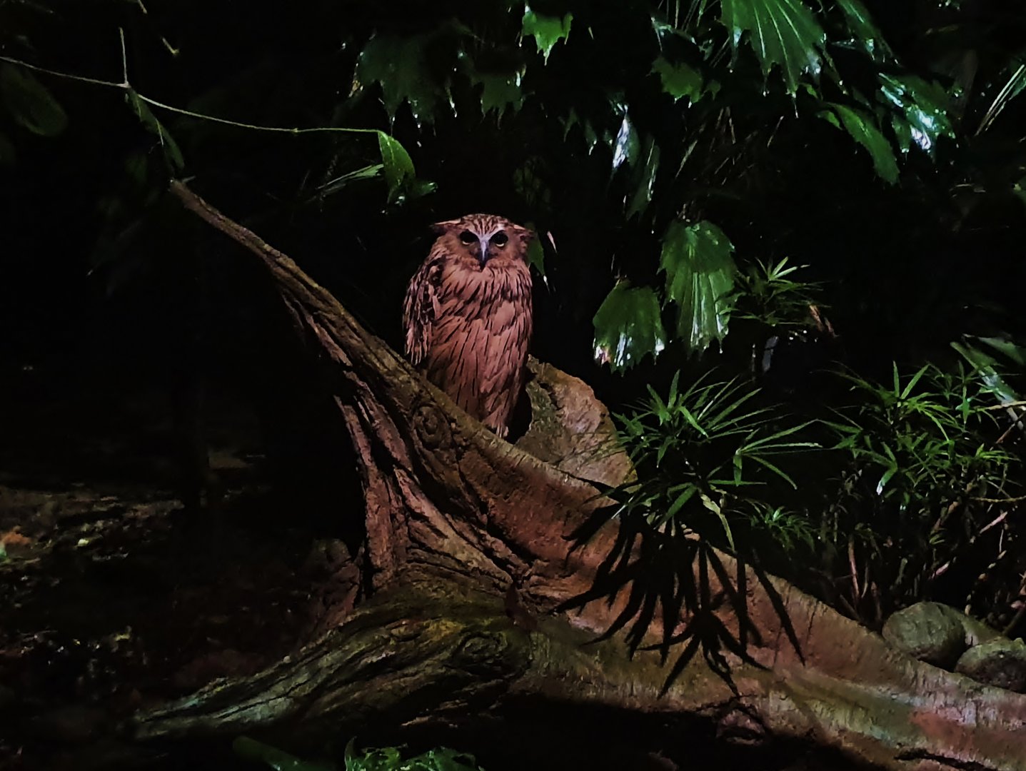 Leopard Trail - Buffy Fish Owl (Ketupa ketupu)