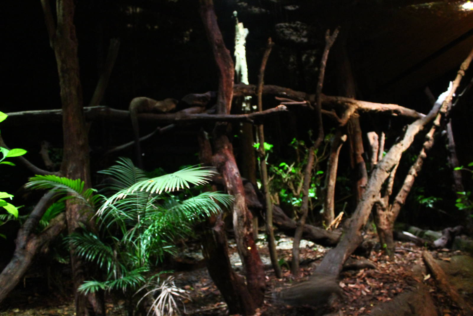 Leopard Trail - Civet exhibit