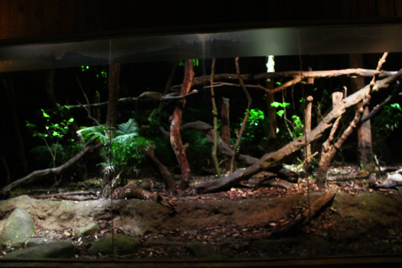 Leopard Trail - Civet exhibit