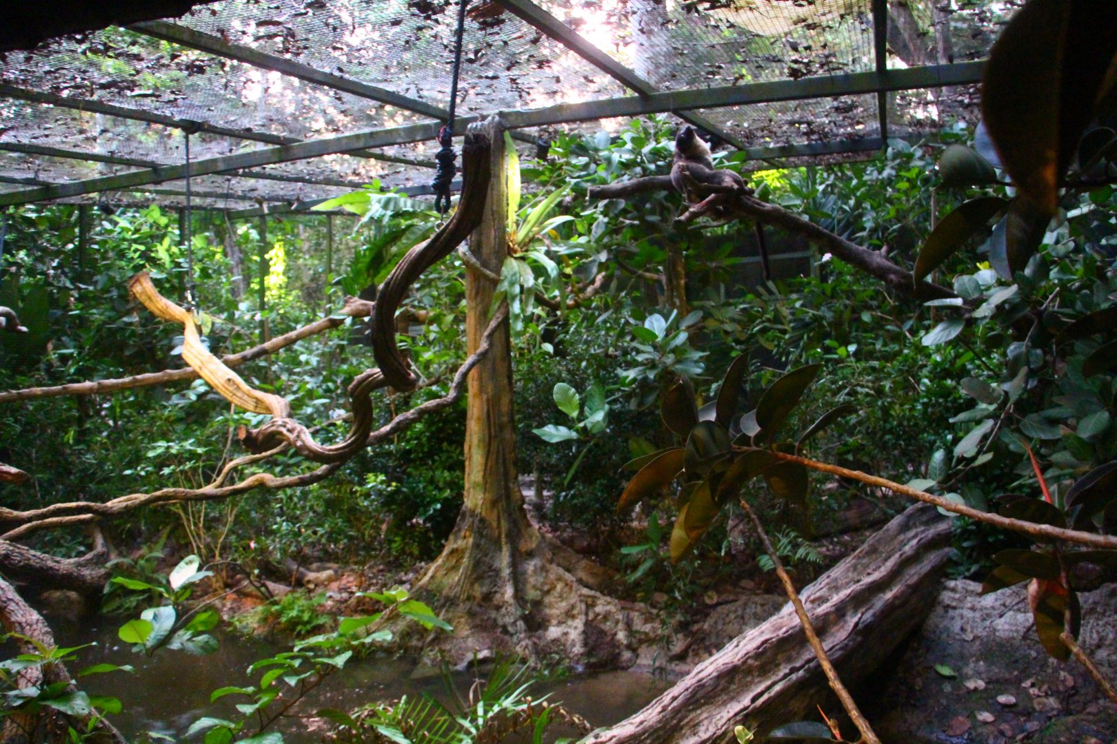 Leopard Trail - Civet exhibit