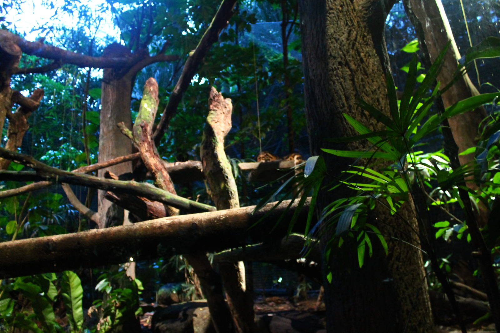 Leopard Trail - Clouded Leopard exhibit