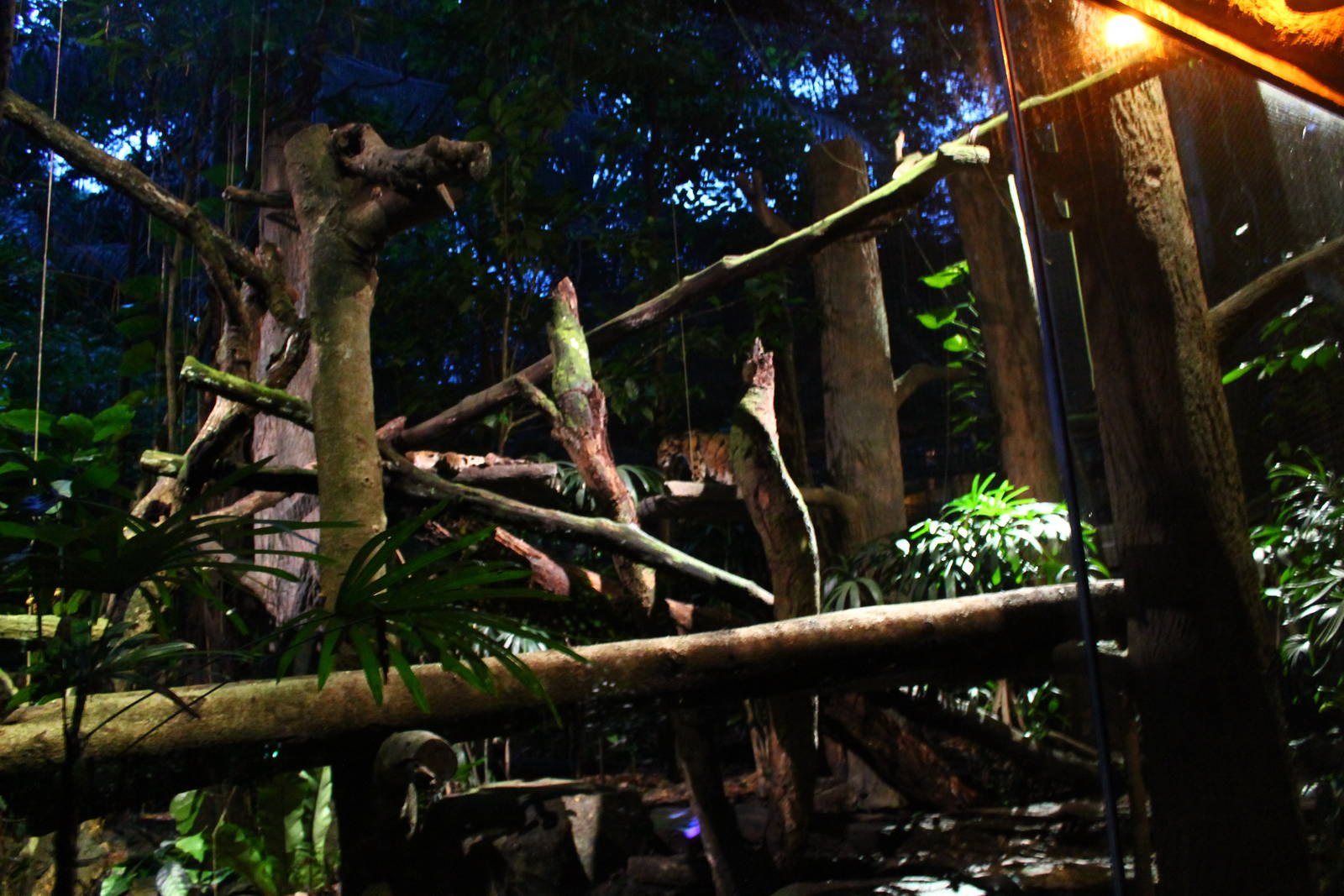 Leopard Trail - Clouded Leopard exhibit