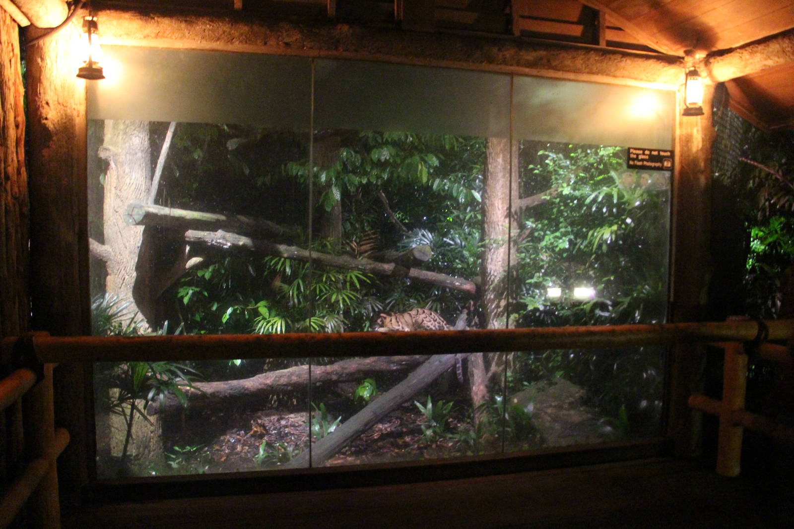 Leopard Trail - Clouded Leopard exhibit