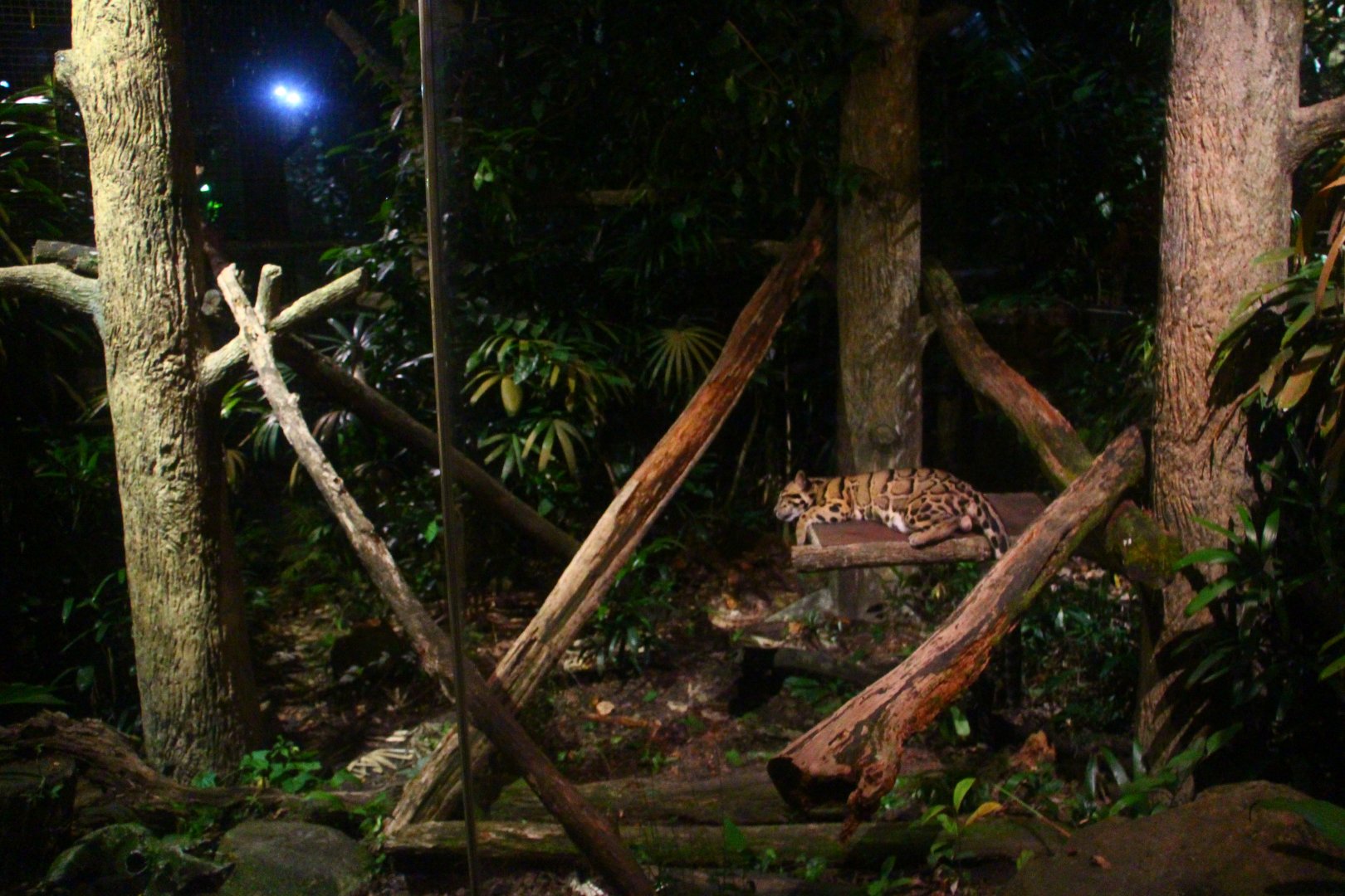 Leopard Trail - Clouded Leopard exhibit