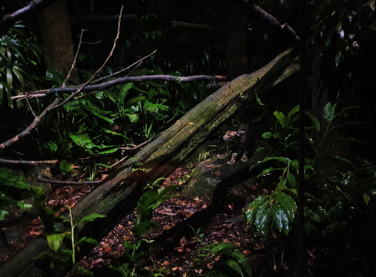 Leopard Trail - Clouded Leopard