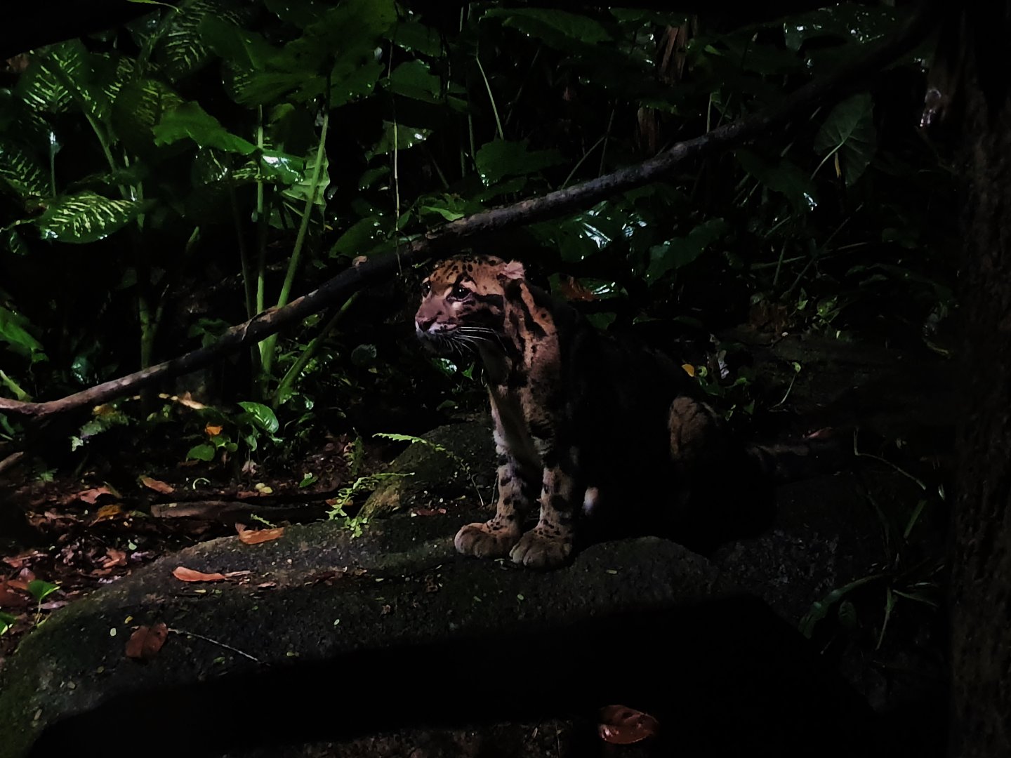 Leopard Trail - Clouded Leopard