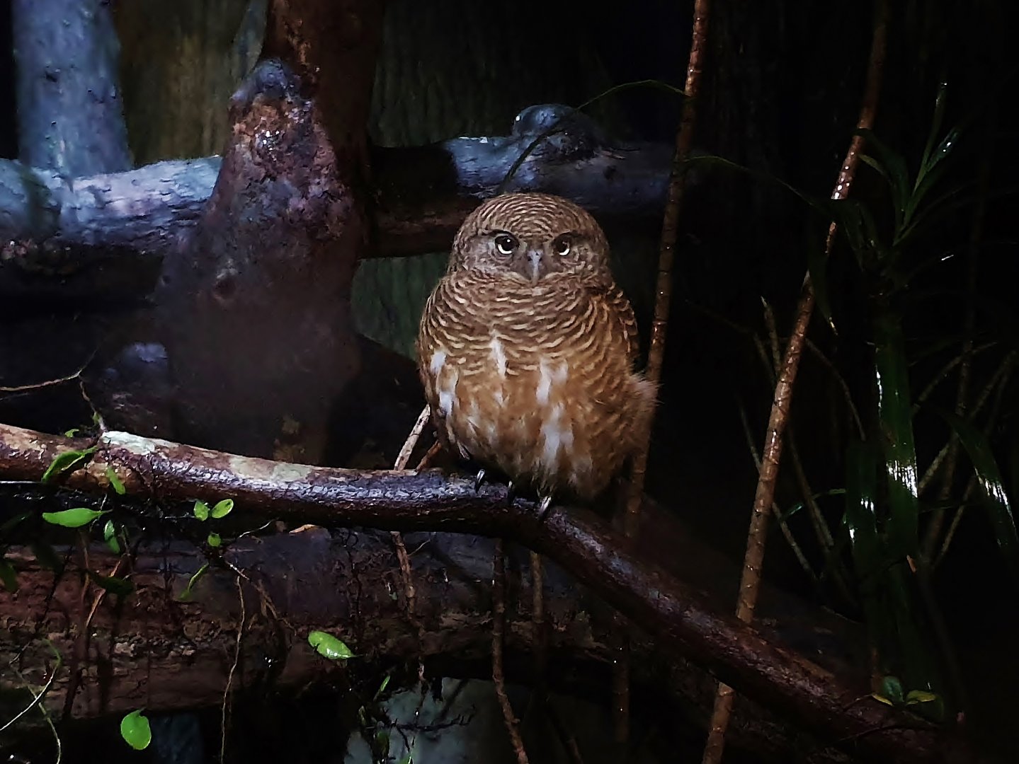 Leopard Trail - Collared Owlet (Glaucidium brodiei)