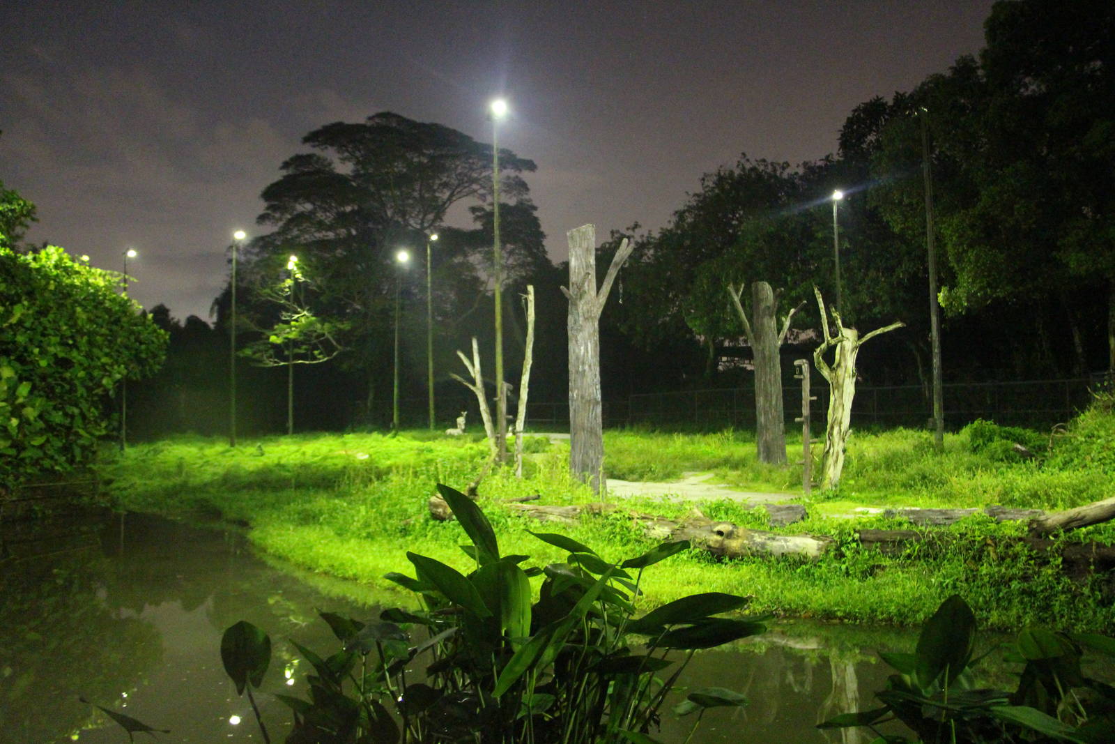 Leopard Trail - Giraffe exhibit