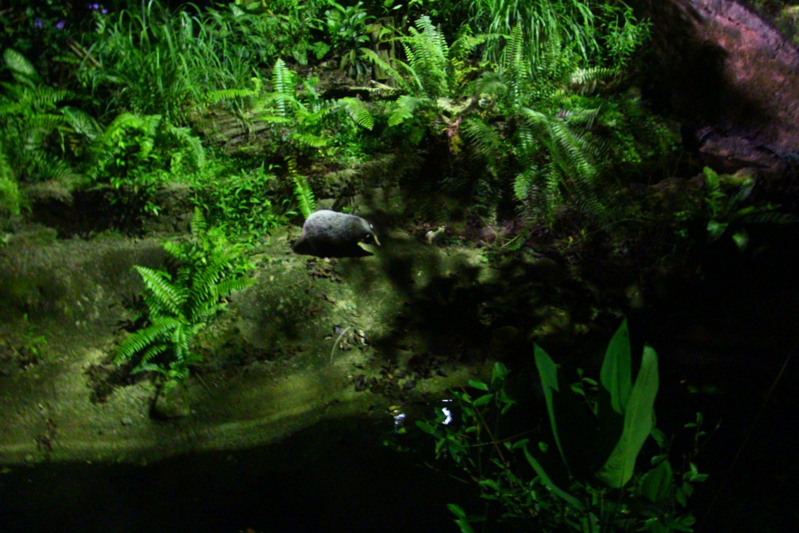 Leopard Trail - Hog Badger exhibit