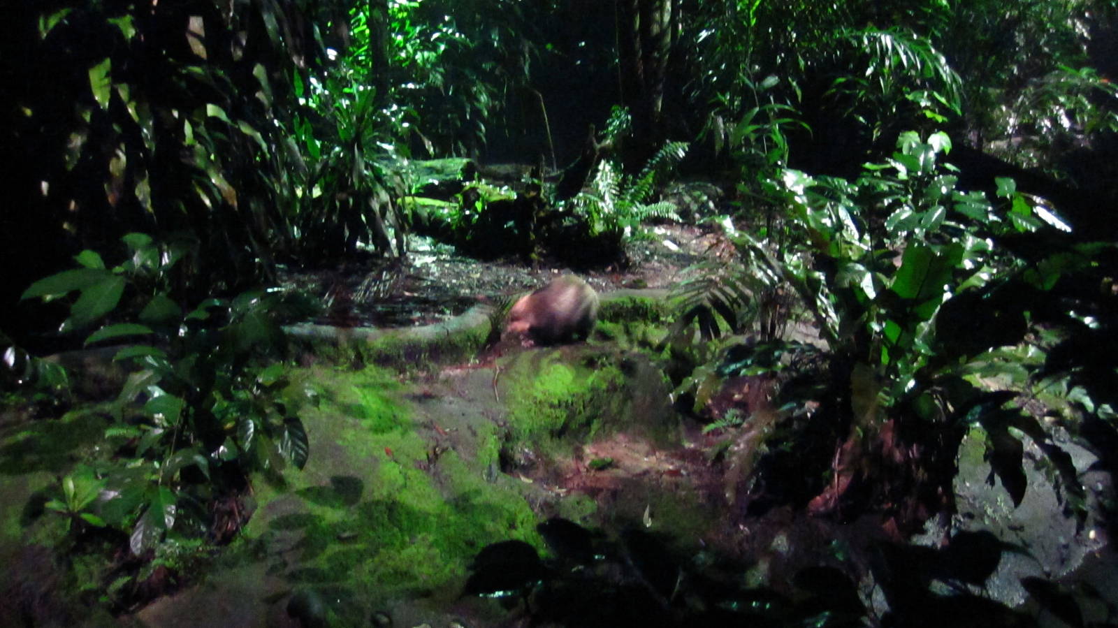 Leopard Trail - Hog Badger