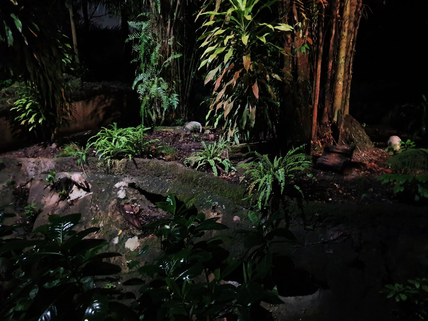 Leopard Trail - Hog Badger