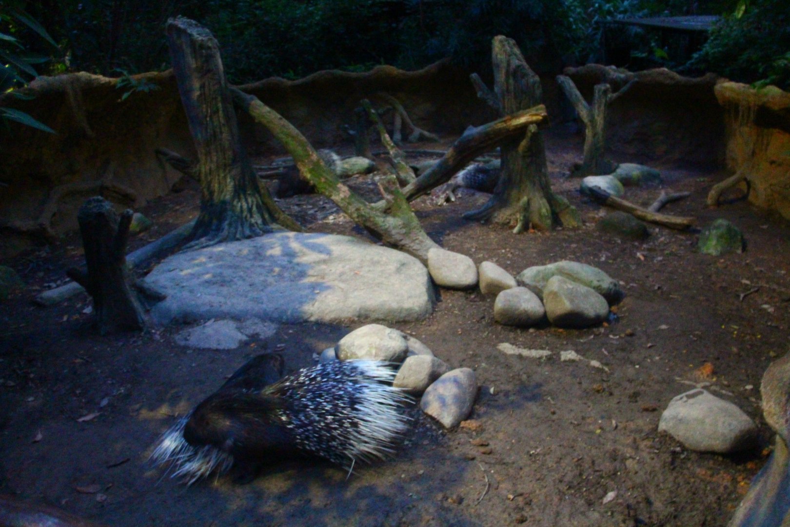 Leopard Trail - Indian Crested Porcupine exhibit
