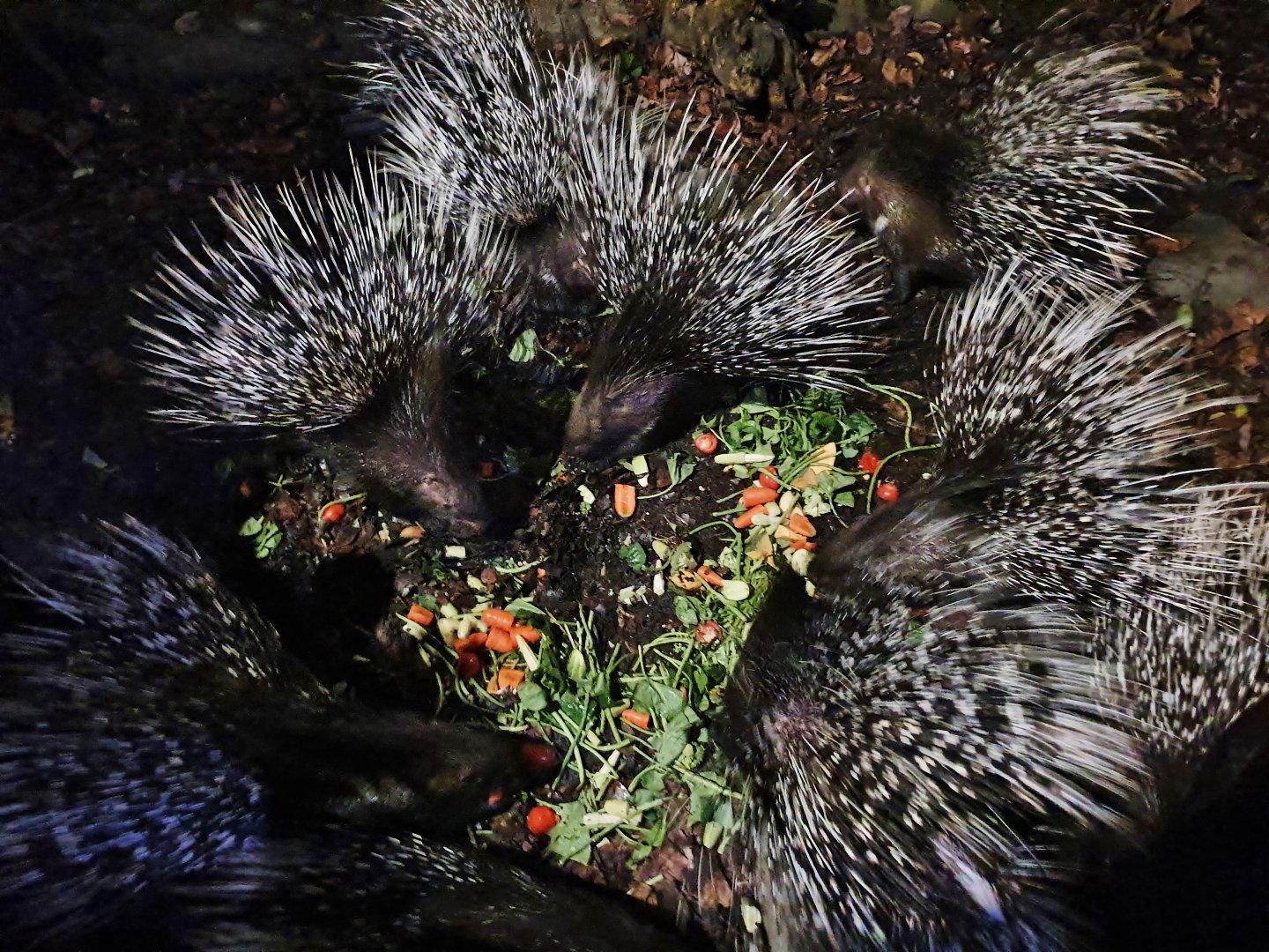 Leopard Trail - Indian Crested Porcupines