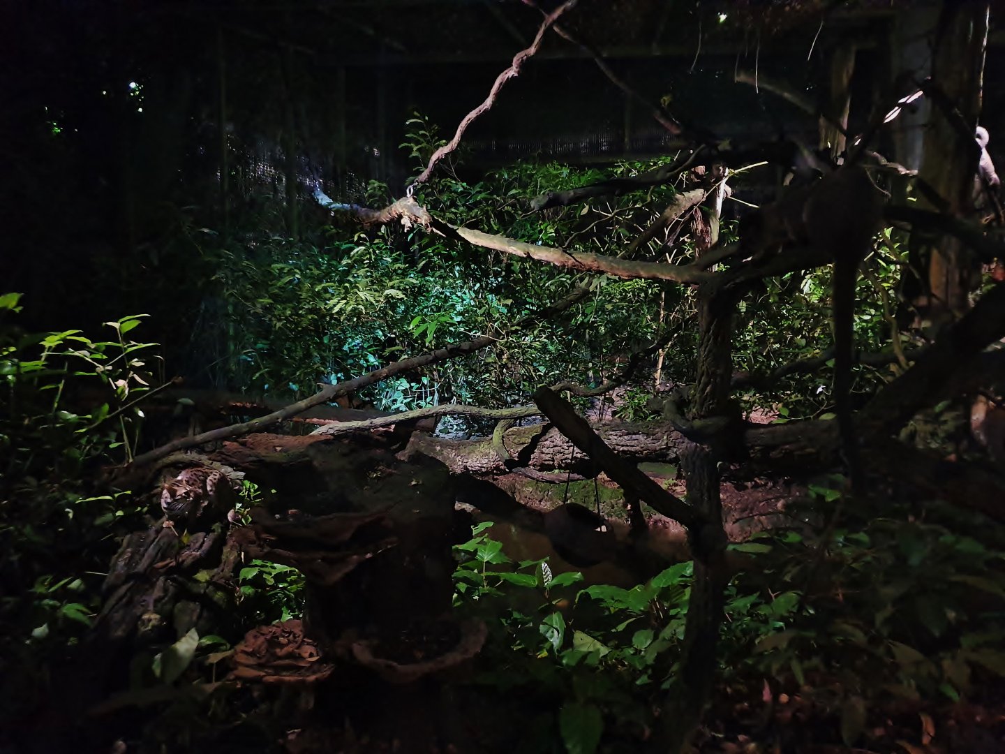 Leopard Trail - Leopard Cat and Small-toothed Palm Civet