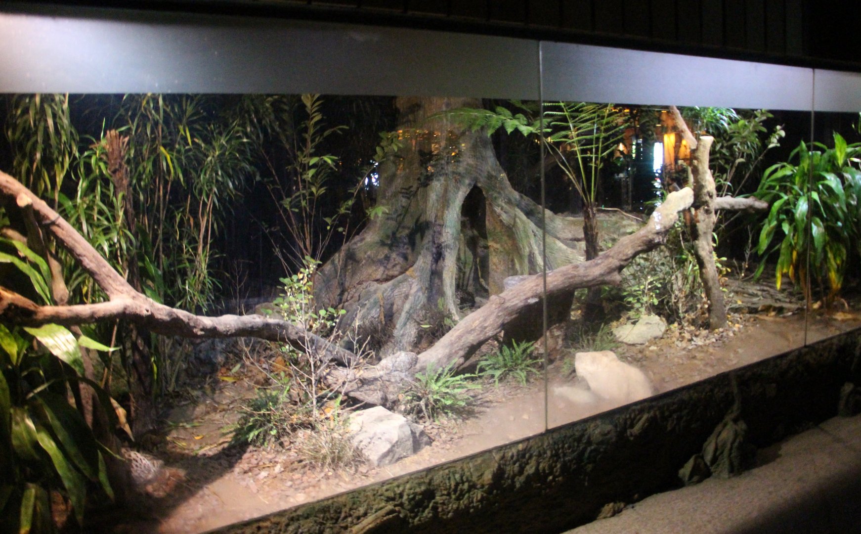 Leopard Trail - Leopard Cat exhibit