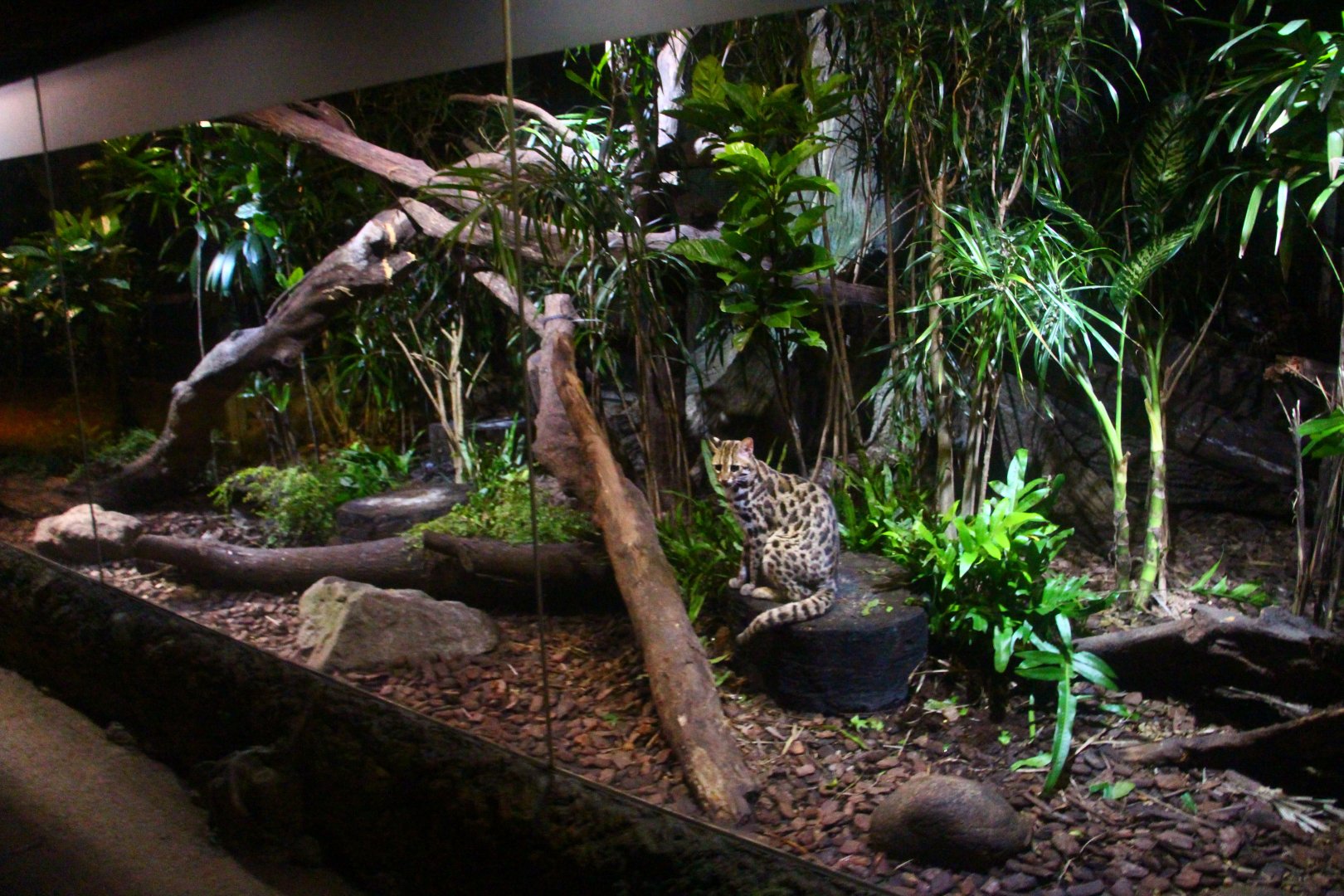 Leopard Trail - Leopard Cat exhibit