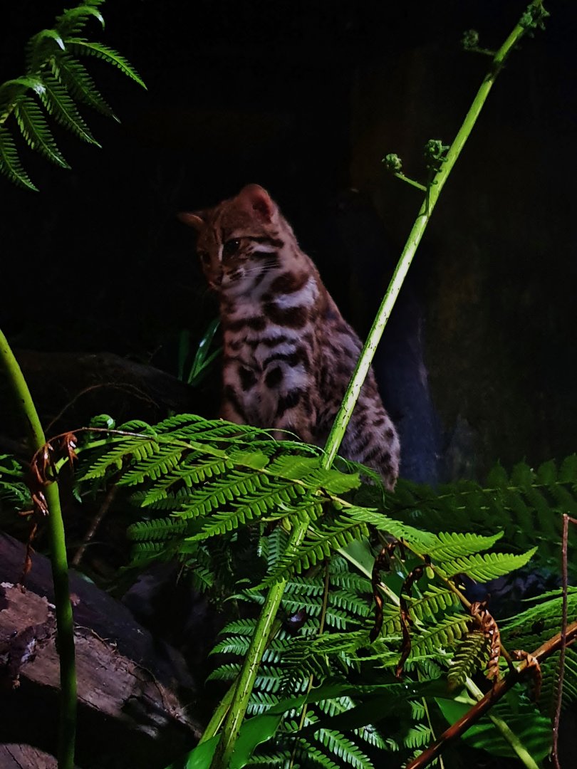 Leopard Trail - Leopard Cat