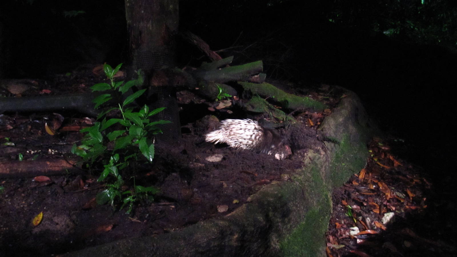 Leopard Trail - Malayan Crested Porcupine