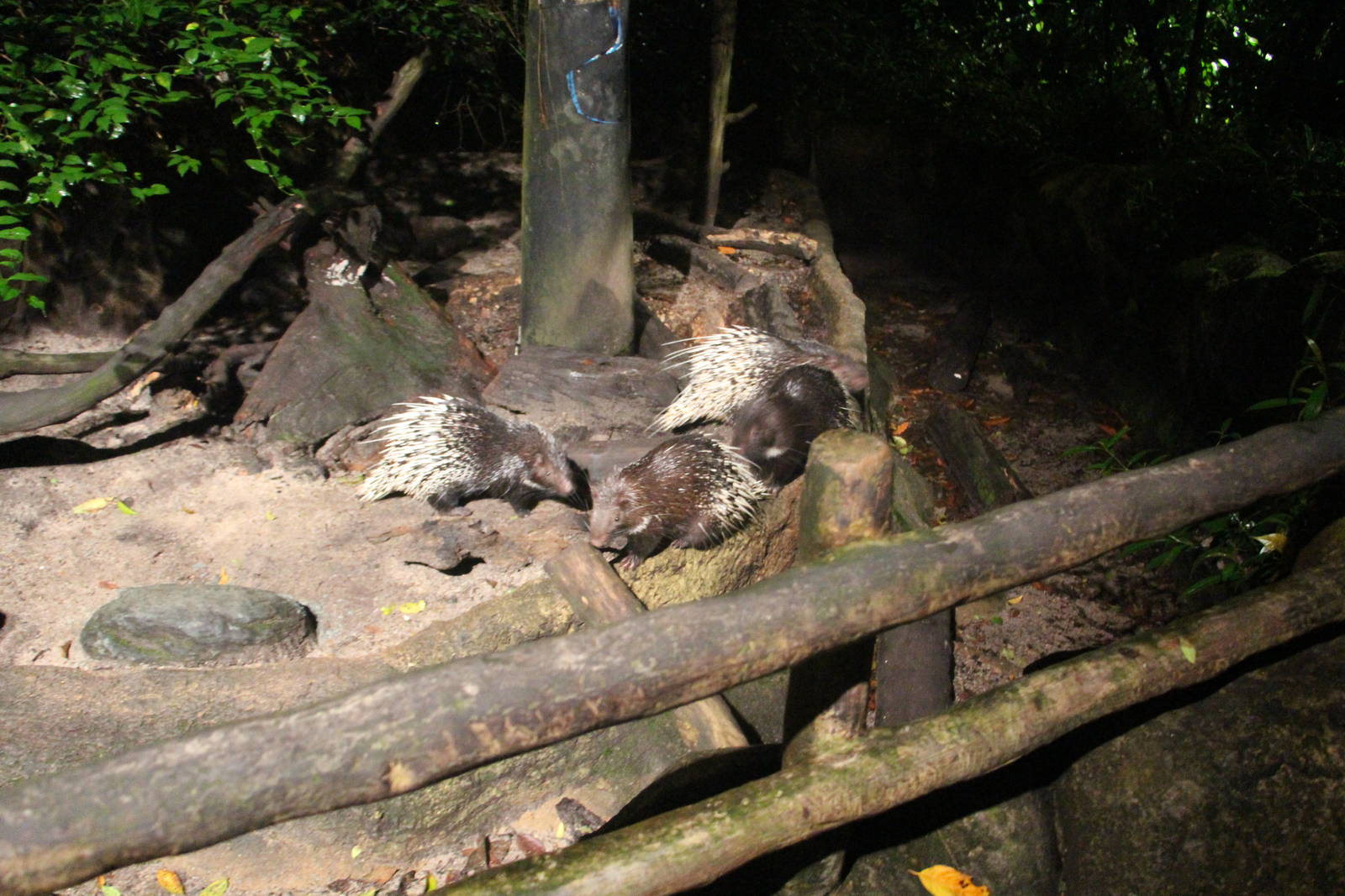 Leopard Trail - Malayan Porcupine exhibit