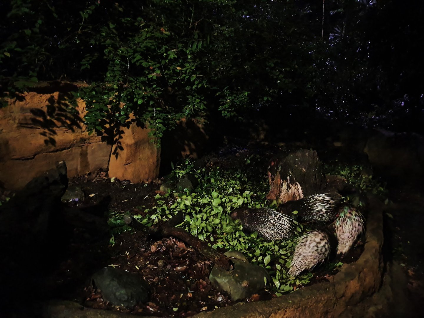 Leopard Trail - Malayan Porcupine (Hystrix brachyura)