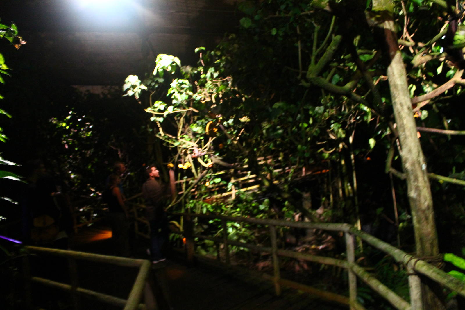 Leopard Trail - Mangrove Walk (Bat walk-thru)