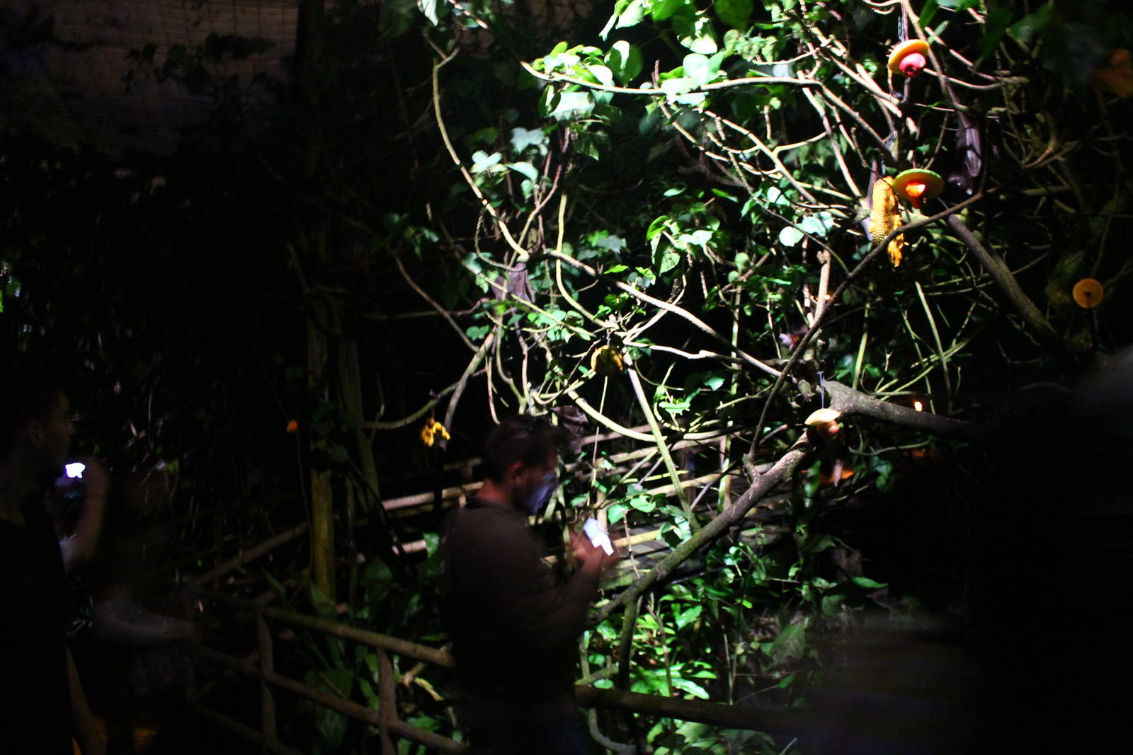 Leopard Trail - Mangrove Walk (Bat walk-thru)