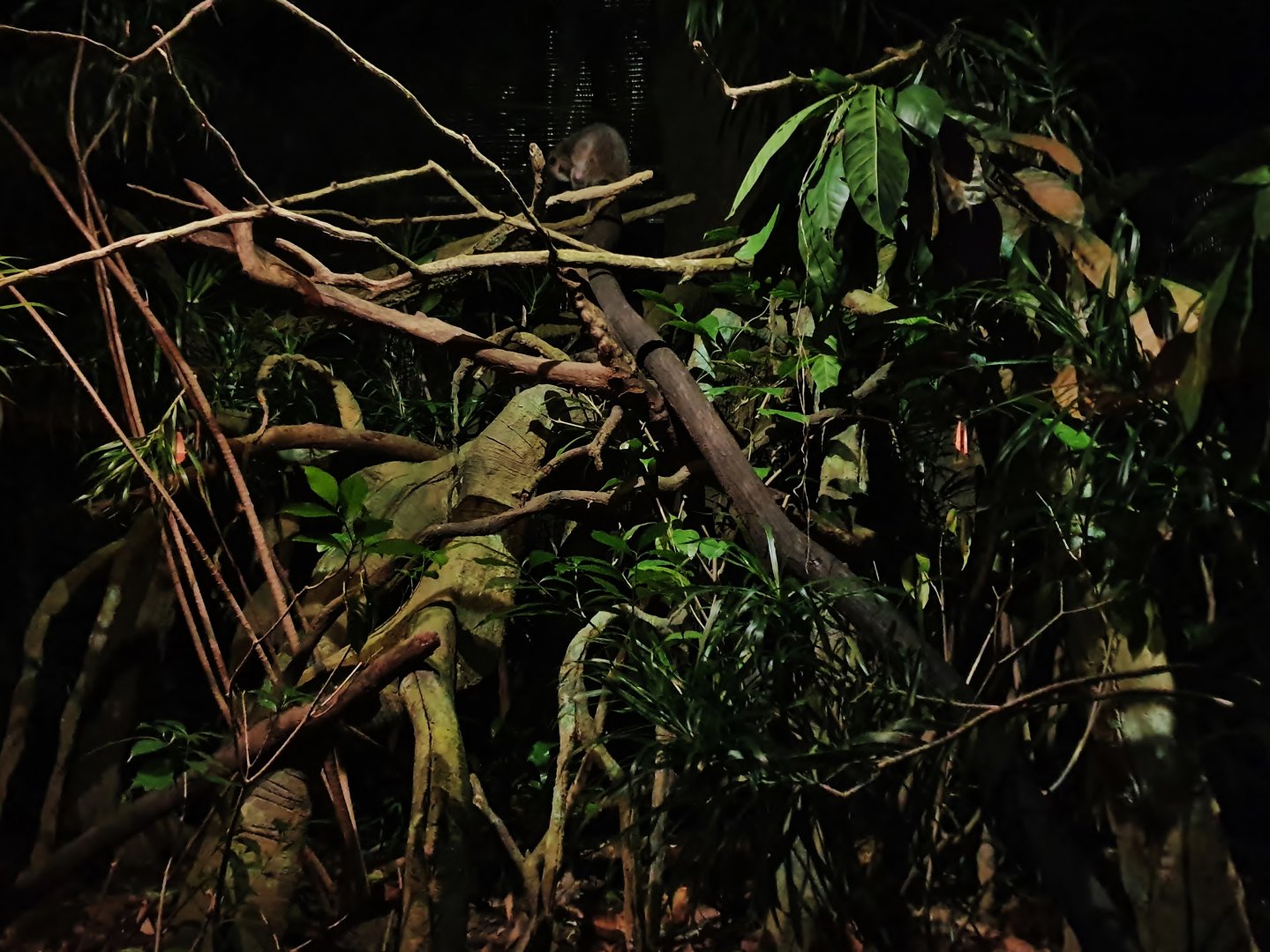 Leopard Trail - Northern Luzon Giant Cloud Rat