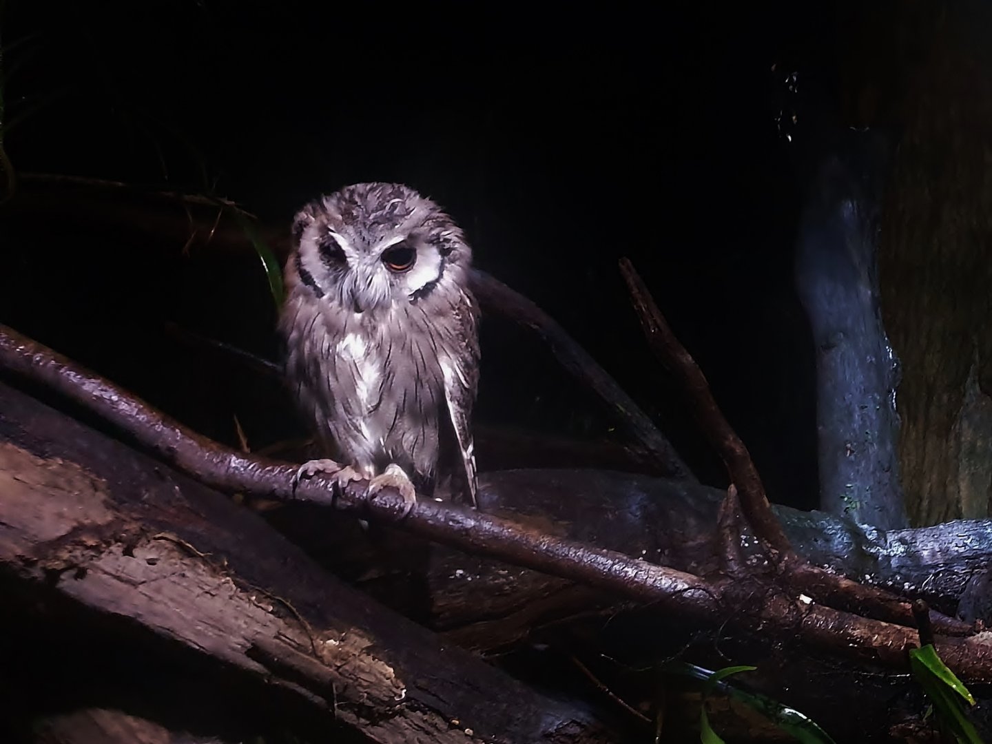Leopard Trail - Northern White-faced Owl