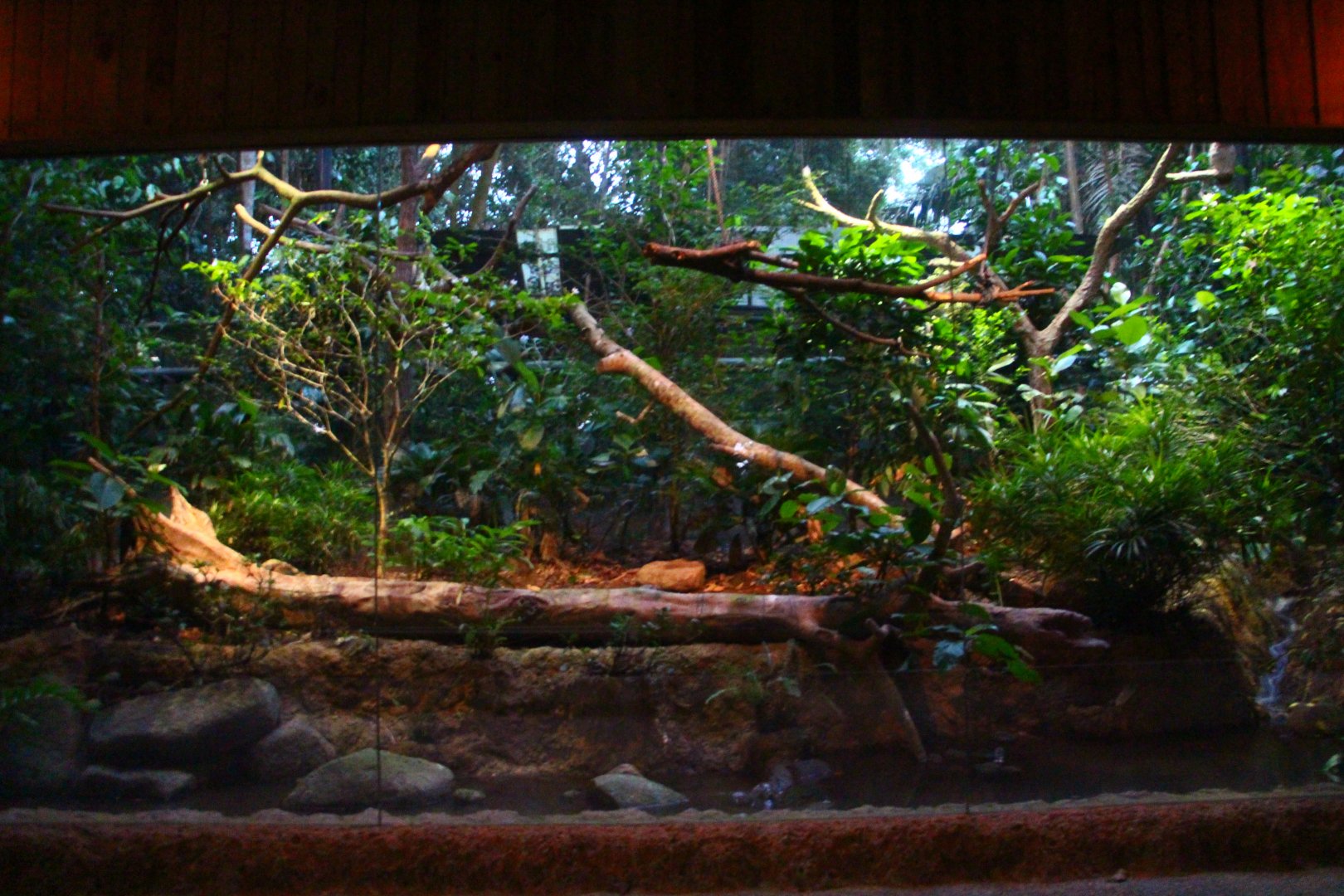 Leopard Trail - Owl exhibit