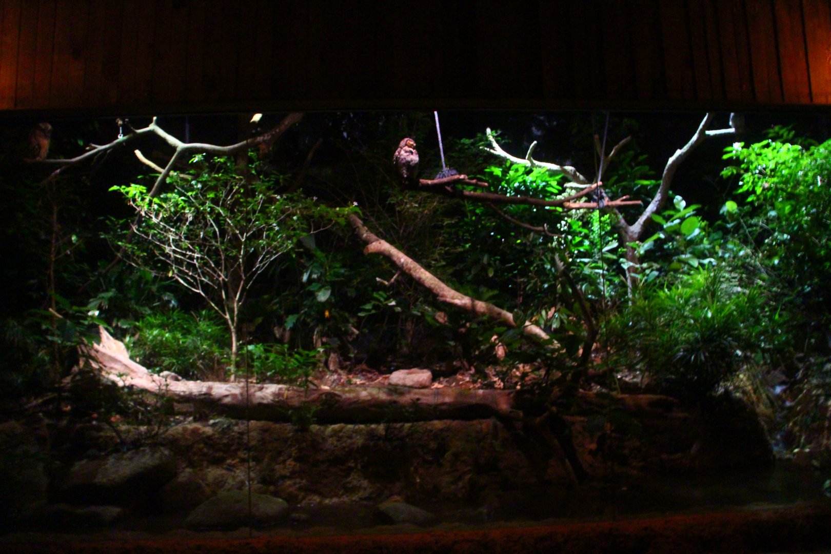 Leopard Trail - Owl exhibit