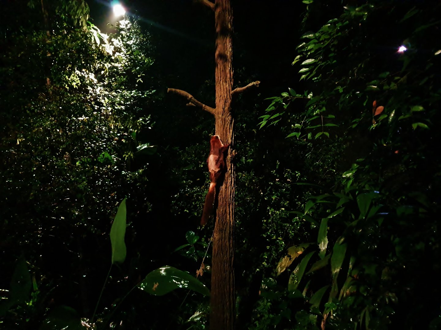 Leopard Trail - Red and White Giant Flying Squirrel (Petaurista alborufus)