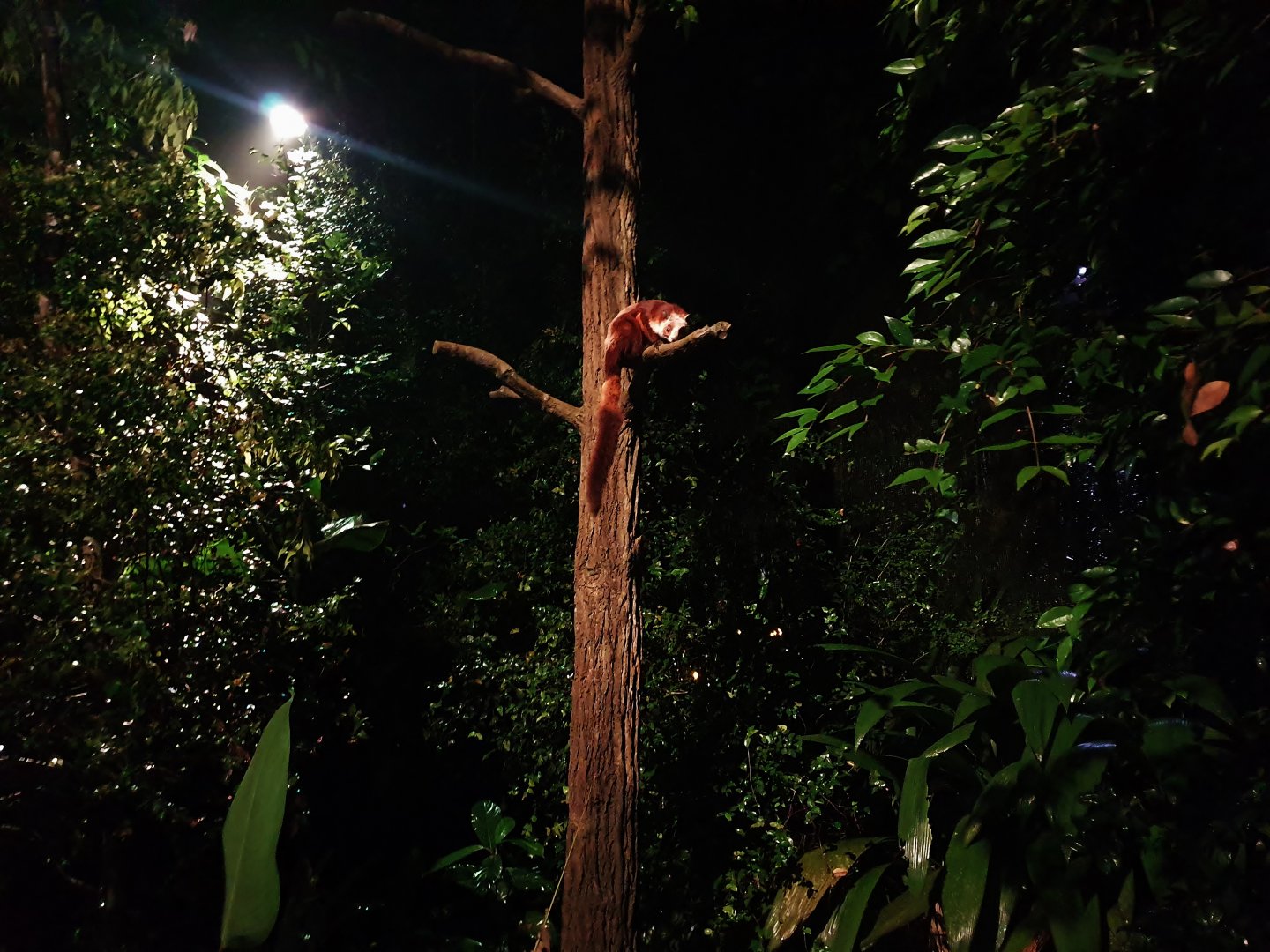 Leopard Trail - Red and White Giant Flying Squirrel (Petaurista alborufus)
