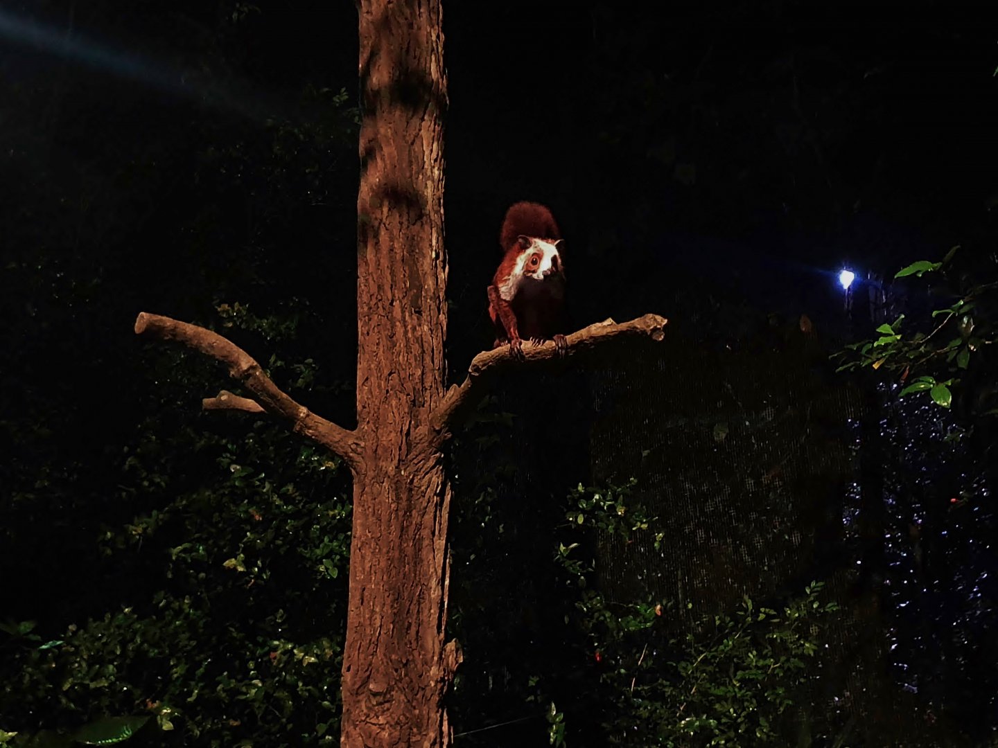Leopard Trail - Red and White Giant Flying Squirrel (Petaurista alborufus)
