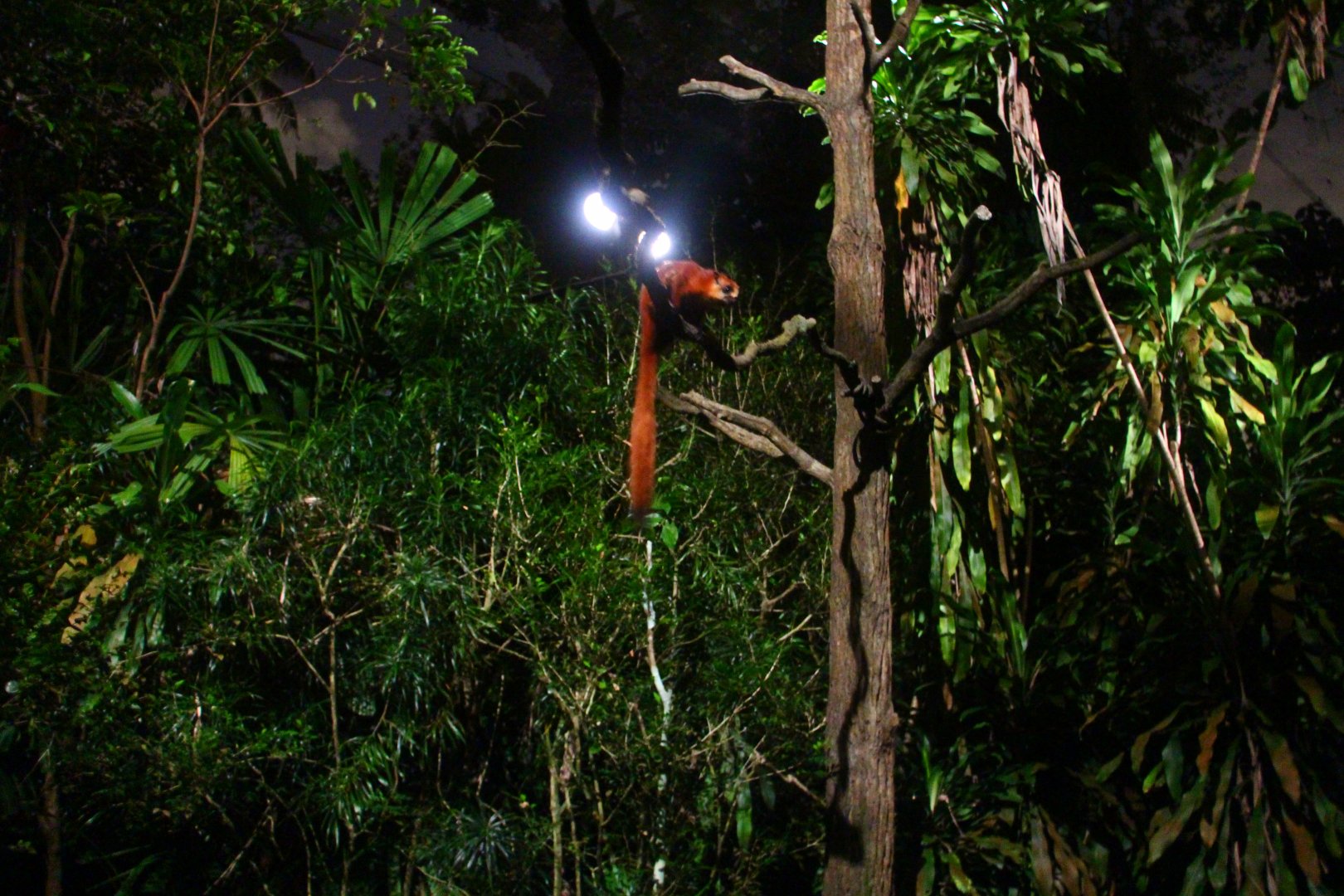 Leopard Trail - Red Giant Flying Squirrel