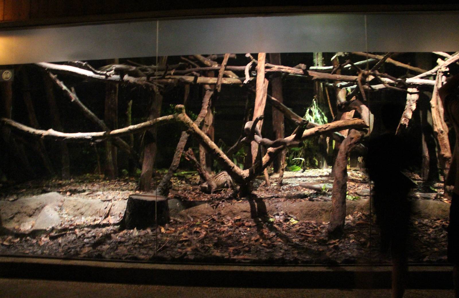 Leopard Trail - Small-toothed and Malay Civet exhibit