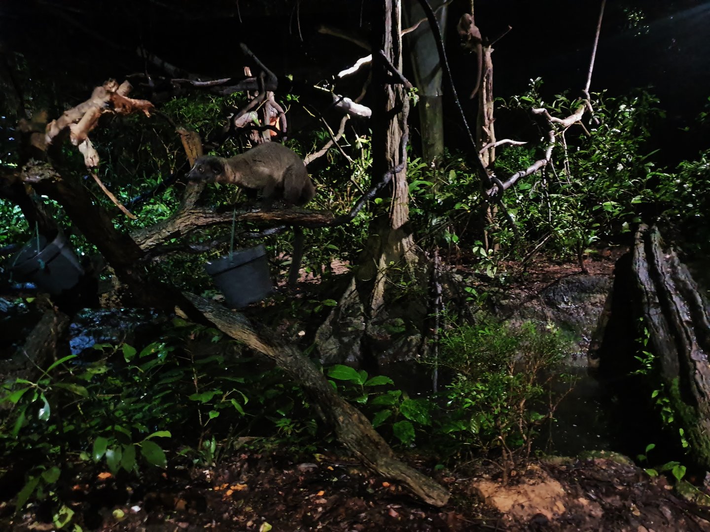 Leopard Trail - Small-toothed Palm Civet