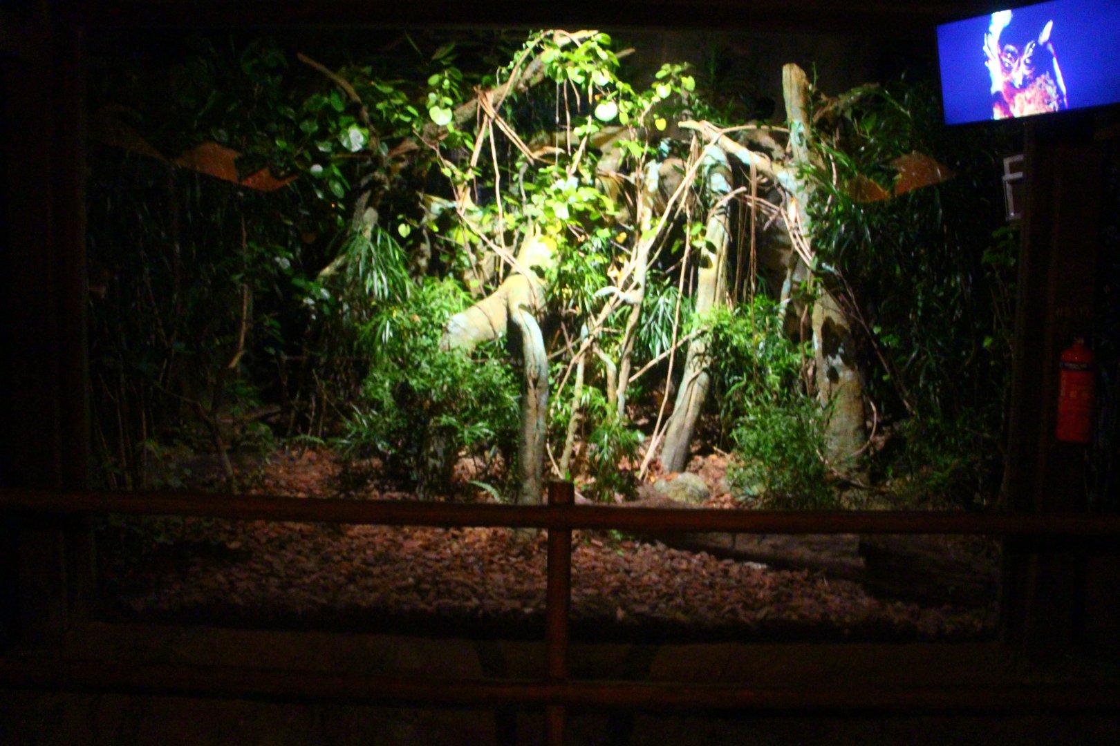 Leopard Trail - Spectral Tarsier exhibit