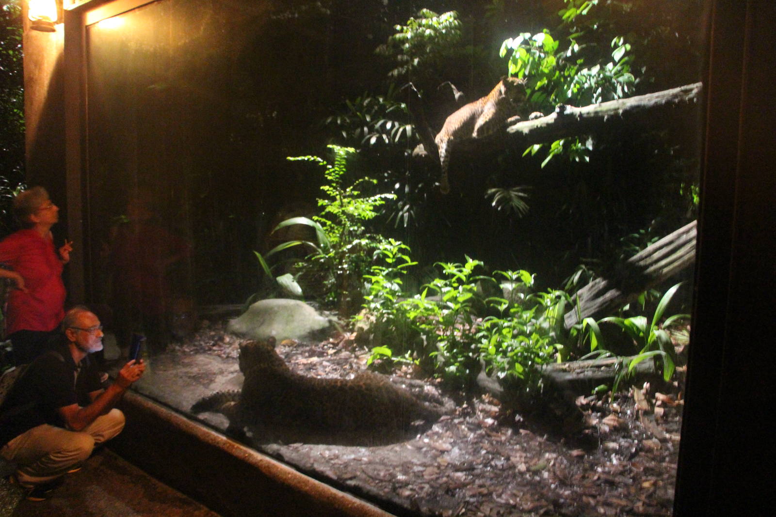 Leopard Trail - Sri Lankan Leopard exhibit