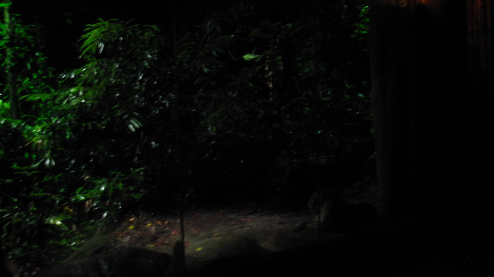 Leopard Trail - Sri Lankan Leopard exhibit