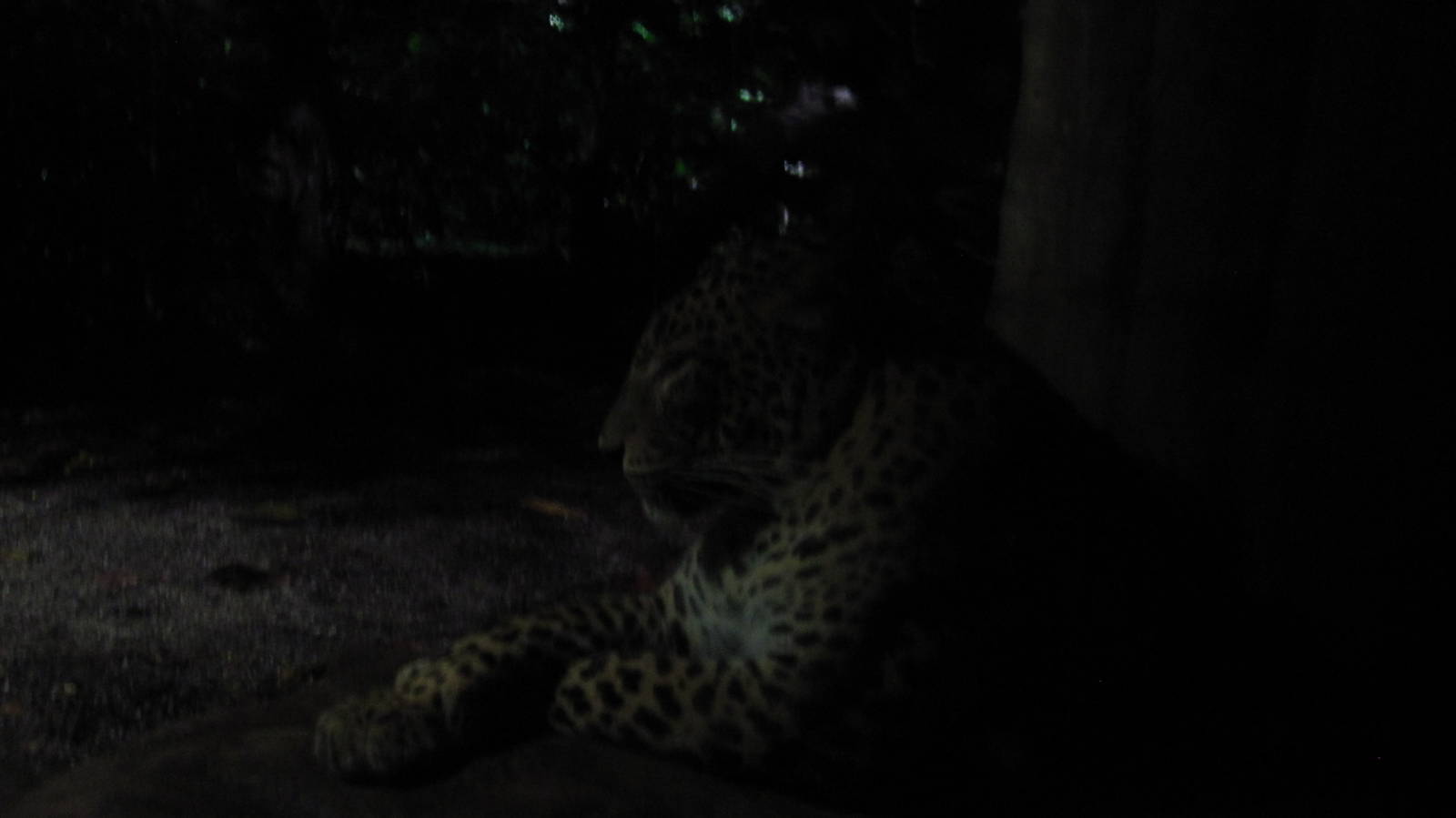 Leopard Trail - Sri Lankan Leopard exhibit