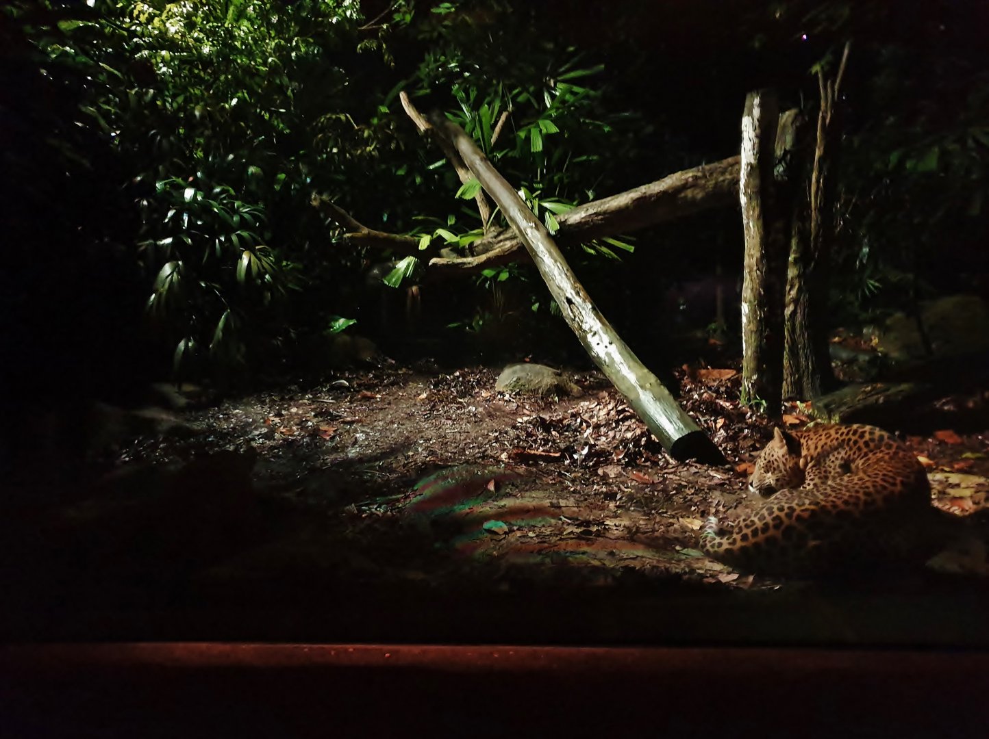 Leopard Trail - Sri Lankan Leopard (Panthera pardus kotiya)