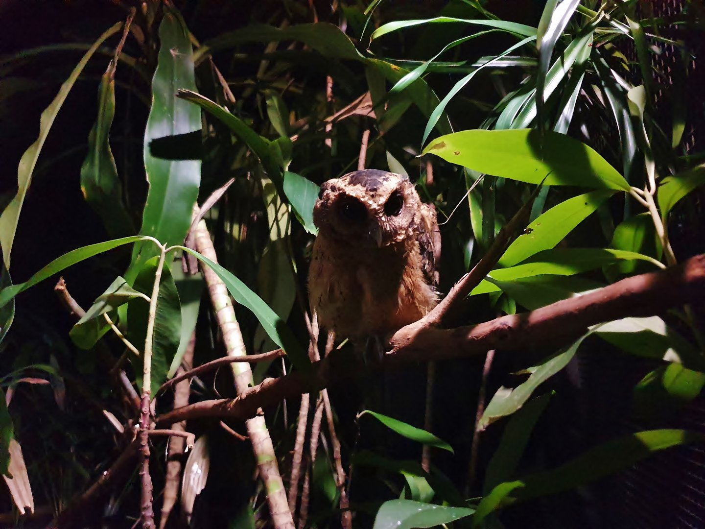 Leopard Trail - Sunda Scops Owl