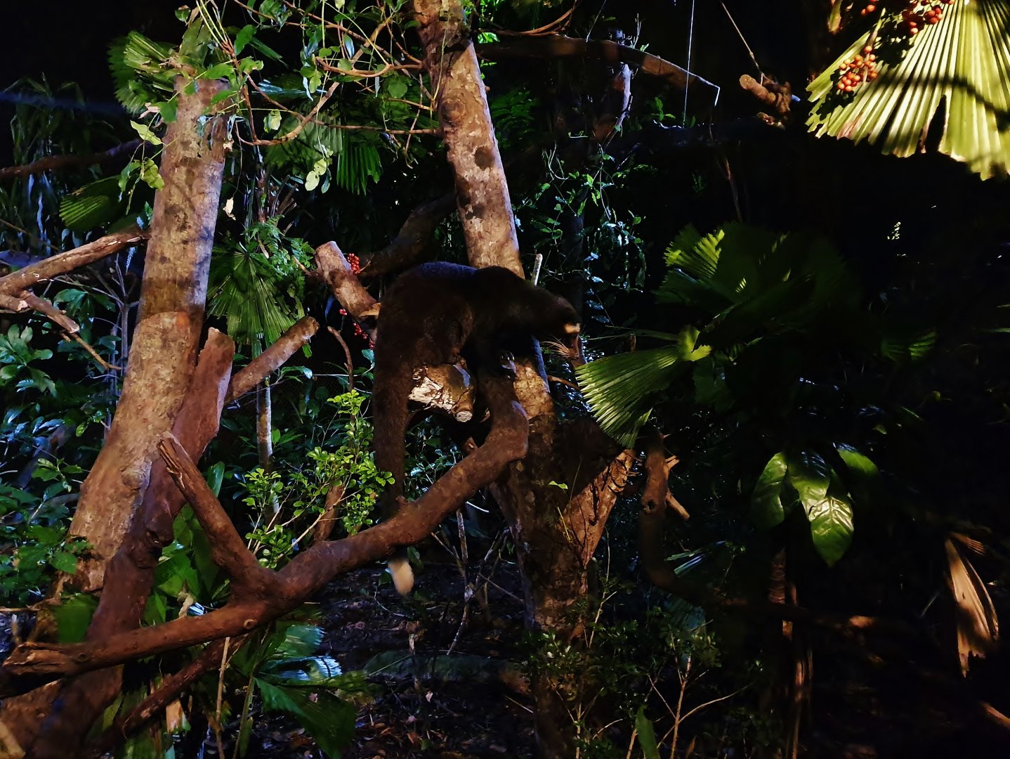 Leopard Trail - White-bearded Masked Palm Civet (Paguma larvata leucomystax)