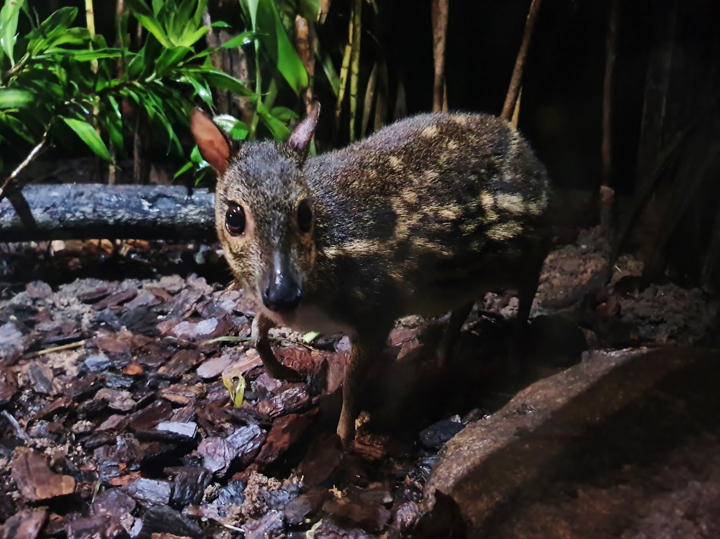 Leopard Trail - Yellow-striped Mousedeer (Moschiola kathygre)