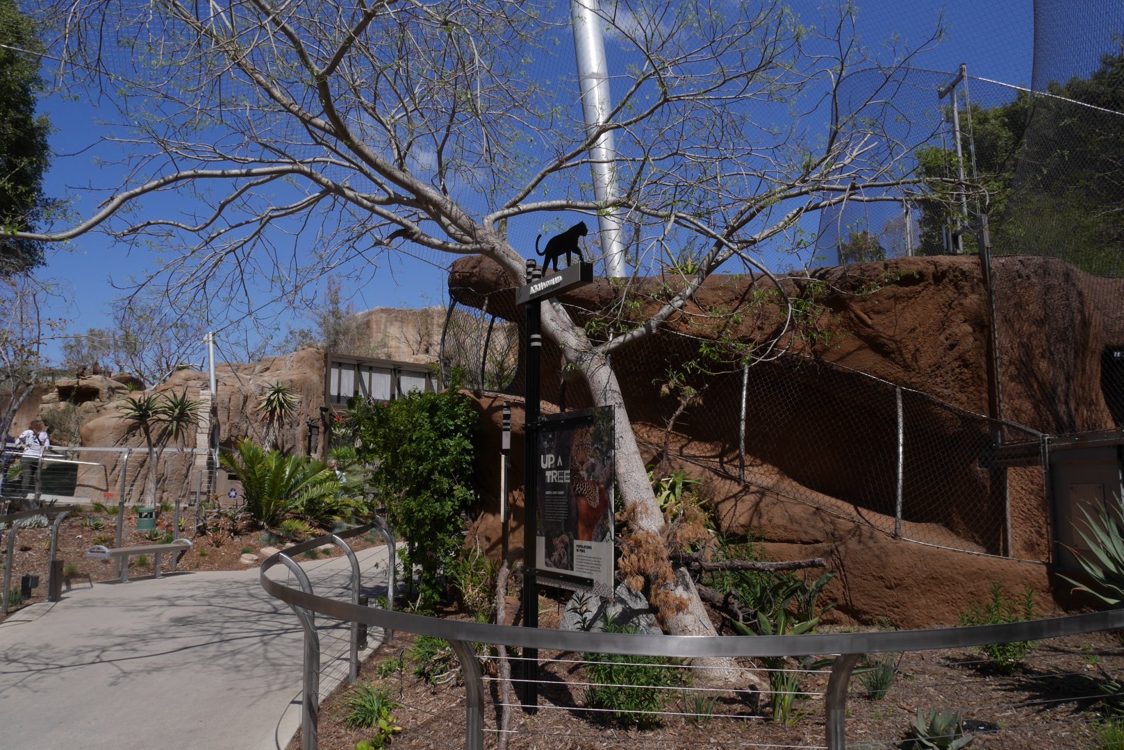 Leopard Transfer, Acacia Woodlands - My First US Zoo Trip